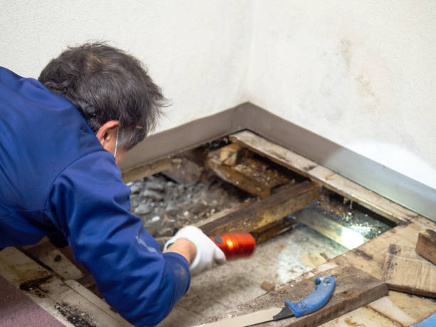 Best Certified Mold Removal  in Britt, IA