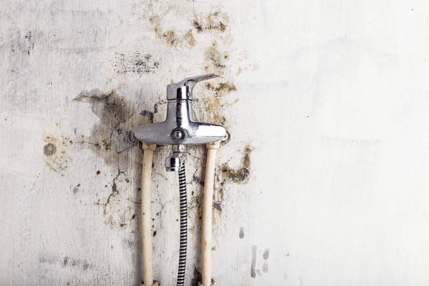 Best Fast Mold Removal  in Britt, IA