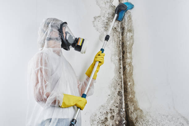 Best Residential Mold Removal  in Britt, IA
