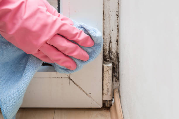 Best Emergency Mold Removal  in Britt, IA